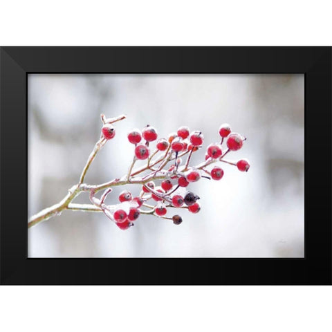 Winter Berries I Black Modern Wood Framed Art Print by Bradley, Felicity