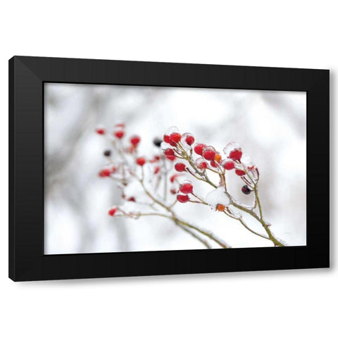 Winter Berries II Black Modern Wood Framed Art Print by Bradley, Felicity