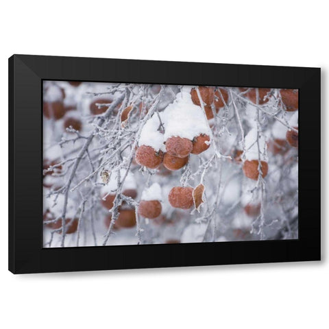 Orchard in Winter Black Modern Wood Framed Art Print by Majchrowicz, Alan
