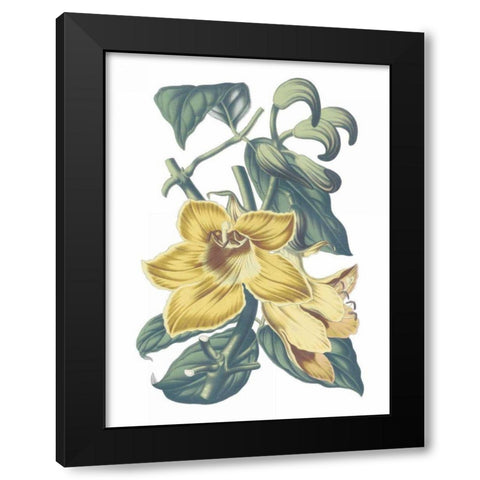 Antique Botanical XVIII Cool Black Modern Wood Framed Art Print with Double Matting by Wild Apple Portfolio