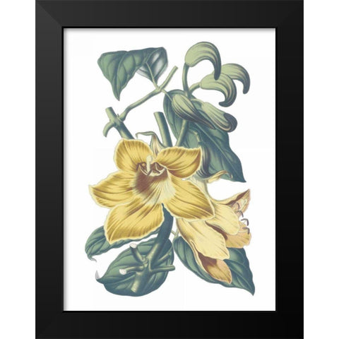 Antique Botanical XVIII Cool Black Modern Wood Framed Art Print by Wild Apple Portfolio