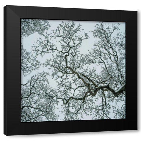 Winter Trees Black Modern Wood Framed Art Print by Eichman, Andre