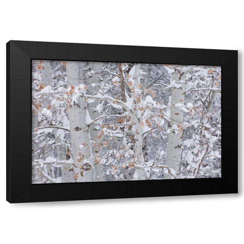 Winter Aspens Closeup Black Modern Wood Framed Art Print by Majchrowicz, Alan