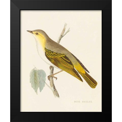 Engraved Birds III Black Modern Wood Framed Art Print by Wild Apple Portfolio