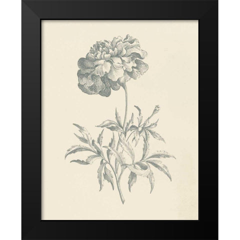 Eden Floral II Black Modern Wood Framed Art Print by Wild Apple Portfolio