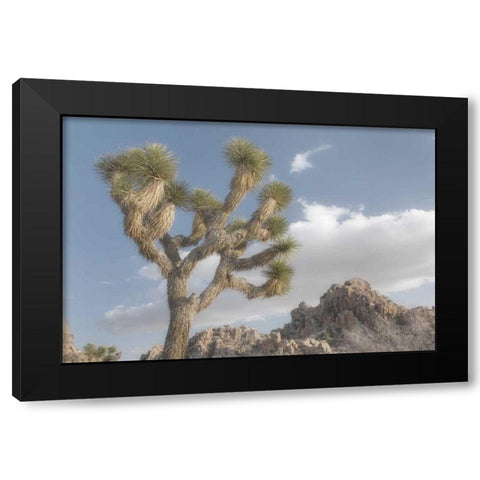 Joshua Tree National Park III Black Modern Wood Framed Art Print with Double Matting by Majchrowicz, Alan