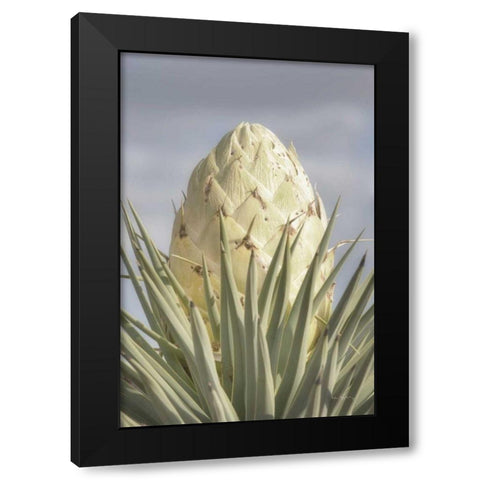 Joshua Tree Black Modern Wood Framed Art Print with Double Matting by Majchrowicz, Alan