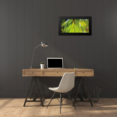 Palm Abstract Black Modern Wood Framed Art Print by Goldstein, Ed