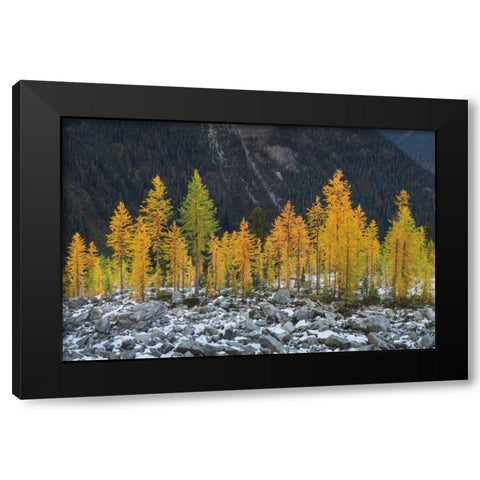 Alpine Larches North Cascades Black Modern Wood Framed Art Print by Majchrowicz, Alan