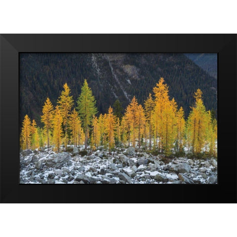Alpine Larches North Cascades Black Modern Wood Framed Art Print by Majchrowicz, Alan