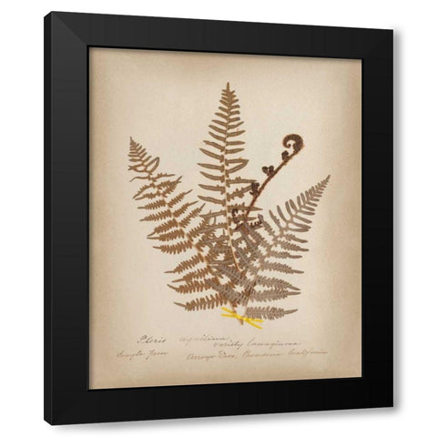 Ferns in Book IV Black Modern Wood Framed Art Print by Wild Apple Portfolio