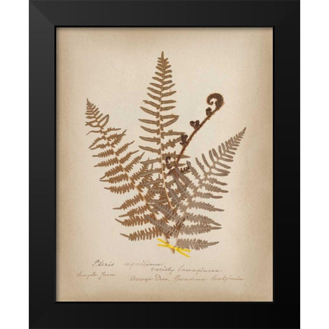 Ferns in Book IV Black Modern Wood Framed Art Print by Wild Apple Portfolio