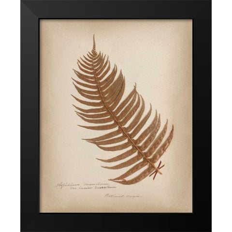 Ferns in Book V Burgundy Black Modern Wood Framed Art Print by Wild Apple Portfolio