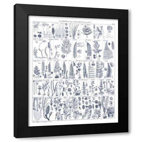 Fern Chart on White Navy Black Modern Wood Framed Art Print with Double Matting by Wild Apple Portfolio