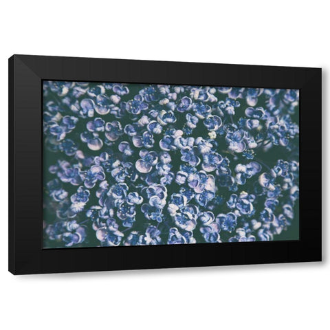 Lilac Closeup Black Modern Wood Framed Art Print by Aledanda