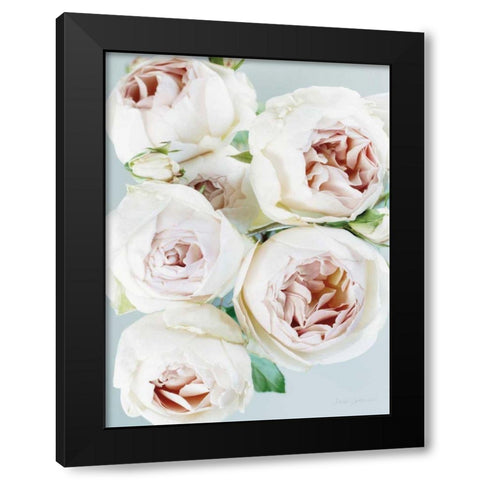 Early David Austin Roses Black Modern Wood Framed Art Print by Catterall, Elise