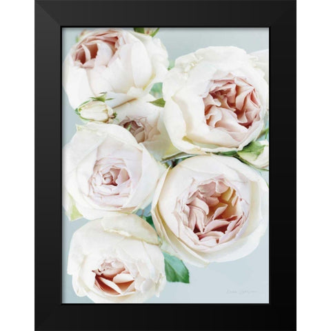 Early David Austin Roses Black Modern Wood Framed Art Print by Catterall, Elise