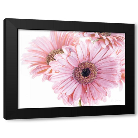 Pastel Gerbera Daisies Black Modern Wood Framed Art Print by Catterall, Elise
