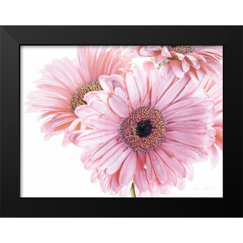 Pastel Gerbera Daisies Black Modern Wood Framed Art Print by Catterall, Elise