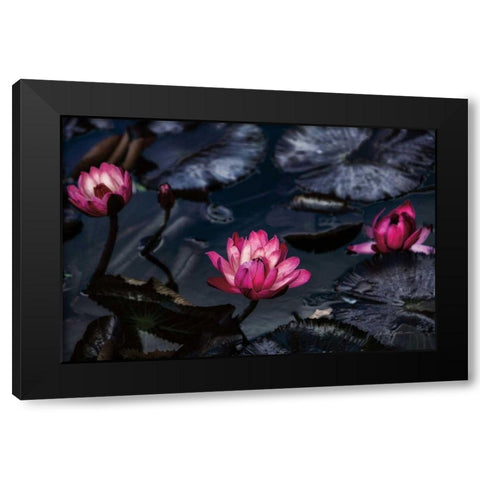 Waterlilies Black Modern Wood Framed Art Print with Double Matting by Catterall, Elise