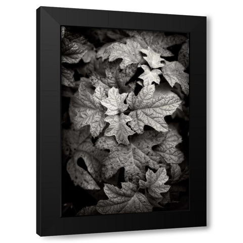 Hydrangea Leaves in Black and White Black Modern Wood Framed Art Print with Double Matting by Van Swearingen, Debra
