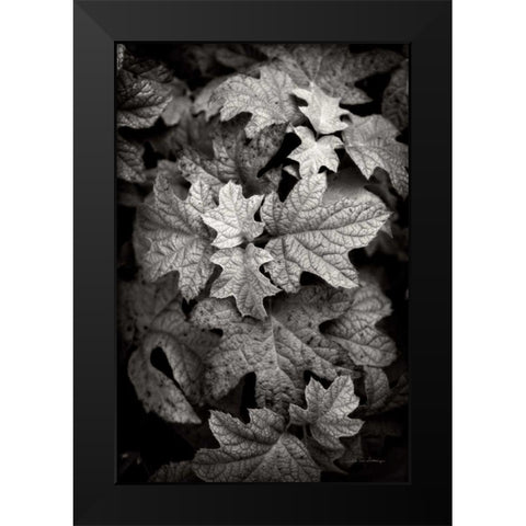 Hydrangea Leaves in Black and White Black Modern Wood Framed Art Print by Van Swearingen, Debra