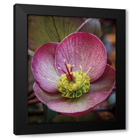 Lenton Rose IV Black Modern Wood Framed Art Print by Van Swearingen, Debra