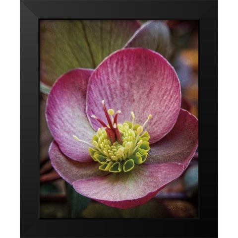 Lenton Rose IV Black Modern Wood Framed Art Print by Van Swearingen, Debra