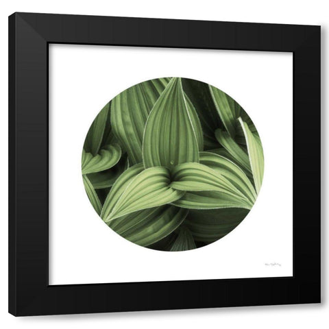 Corn Lily Circle I Black Modern Wood Framed Art Print with Double Matting by Majchrowicz, Alan