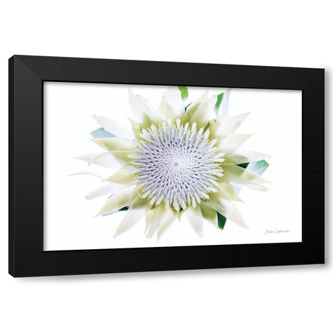 Protea Center I Black Modern Wood Framed Art Print with Double Matting by Catterall, Elise