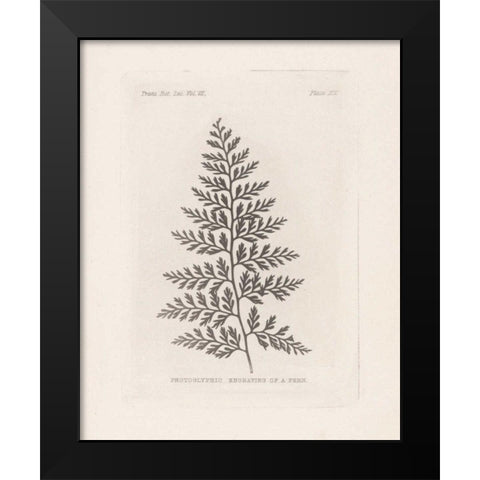 Fern Engraving Black Modern Wood Framed Art Print by Wild Apple Portfolio