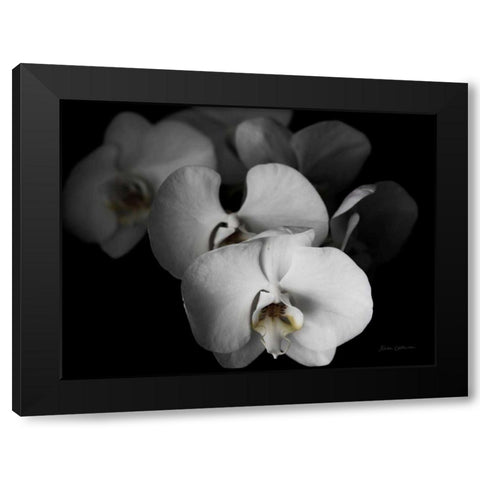 White Orchid I Black Modern Wood Framed Art Print by Catterall, Elise
