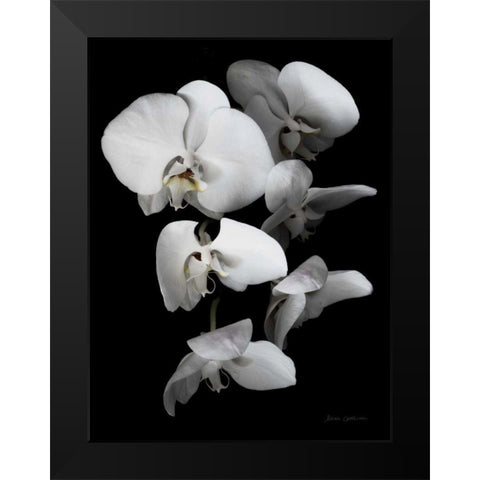 White Orchid III Black Modern Wood Framed Art Print by Catterall, Elise