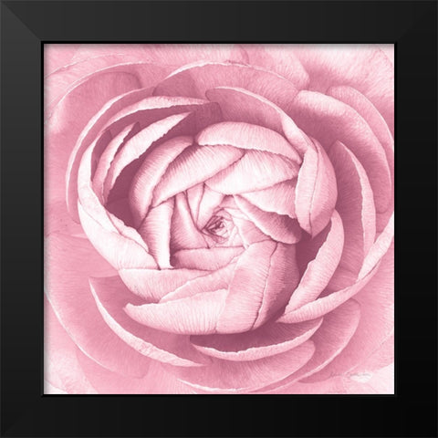Pale Pink Ranunculus Crop Black Modern Wood Framed Art Print by Catterall, Elise