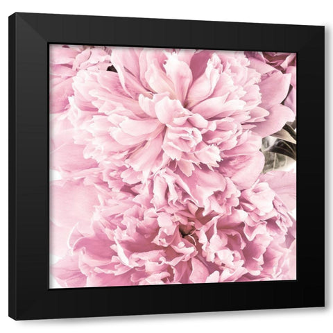 Pale Pink Peony Cluster Black Modern Wood Framed Art Print with Double Matting by Catterall, Elise