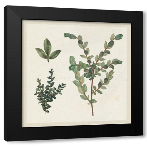 Victorian Garden Chart II Black Modern Wood Framed Art Print by Wild Apple Portfolio