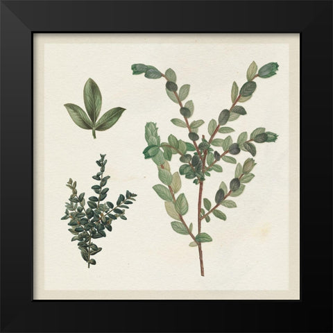 Victorian Garden Chart II Black Modern Wood Framed Art Print by Wild Apple Portfolio