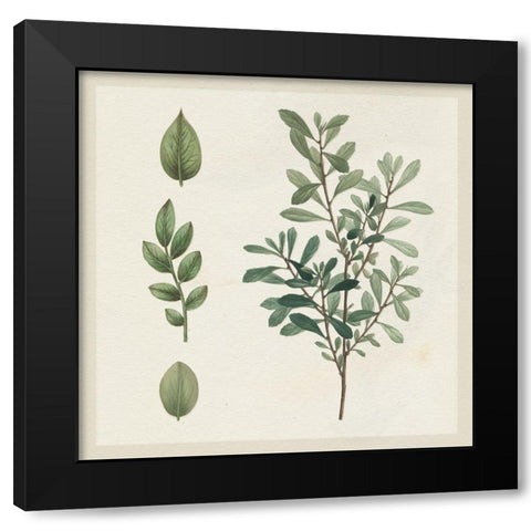 Victorian Garden Chart III Black Modern Wood Framed Art Print with Double Matting by Wild Apple Portfolio