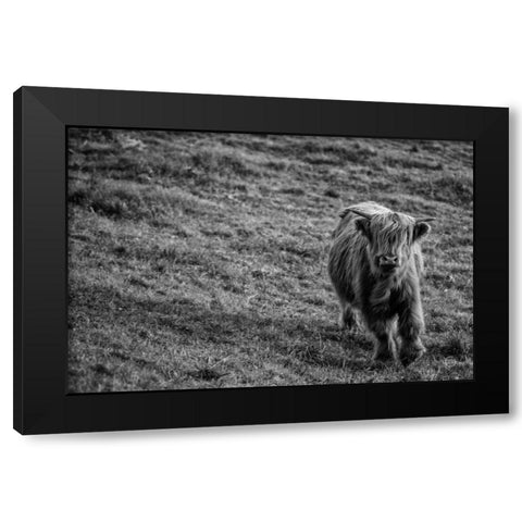 Highland Cow Calf in the Wind Black Modern Wood Framed Art Print by Larson, Nathan