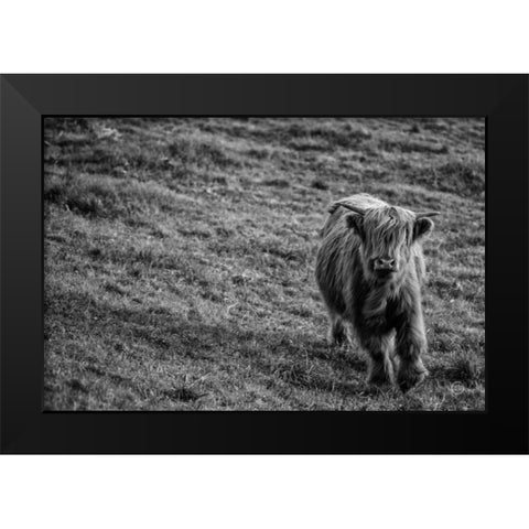 Highland Cow Calf in the Wind Black Modern Wood Framed Art Print by Larson, Nathan