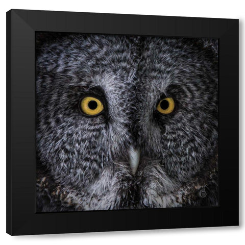 Great Grey Owl Black Modern Wood Framed Art Print by Larson, Nathan