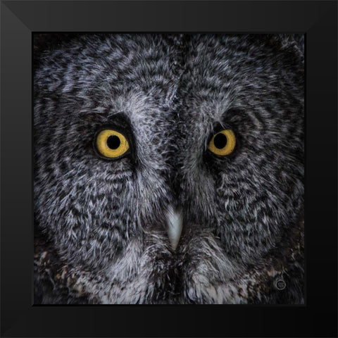 Great Grey Owl Black Modern Wood Framed Art Print by Larson, Nathan