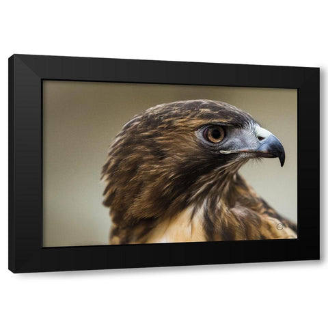 Red Tailed Hawk Profile Black Modern Wood Framed Art Print by Larson, Nathan