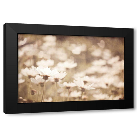 Daisies I Neutral Black Modern Wood Framed Art Print with Double Matting by Urquhart, Elizabeth