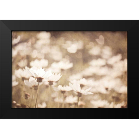 Daisies I Neutral Black Modern Wood Framed Art Print by Urquhart, Elizabeth