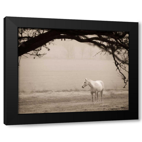 Hazy Horse II Black Modern Wood Framed Art Print with Double Matting by Van Swearingen, Debra