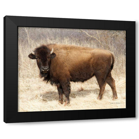 American Bison I Black Modern Wood Framed Art Print with Double Matting by Van Swearingen, Debra