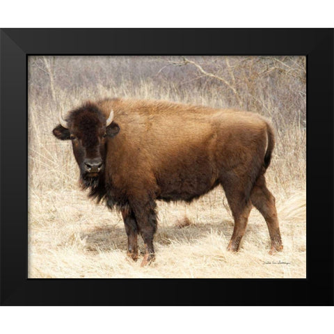 American Bison I Black Modern Wood Framed Art Print by Van Swearingen, Debra