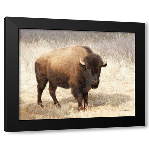 American Bison II Black Modern Wood Framed Art Print by Van Swearingen, Debra