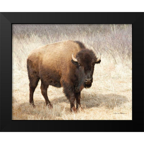 American Bison II Black Modern Wood Framed Art Print by Van Swearingen, Debra